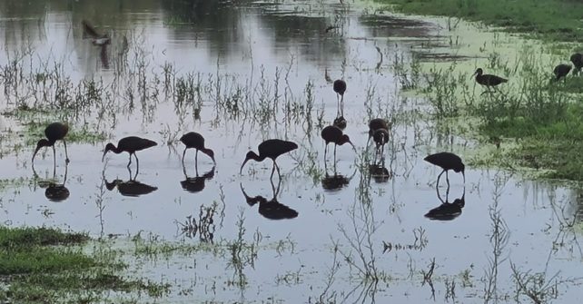 The treatment plant of Castell Mar Campsite becomes a refuge for the population of the glossy ibis.
