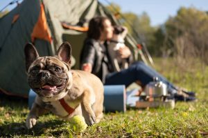 perro feliz acampada