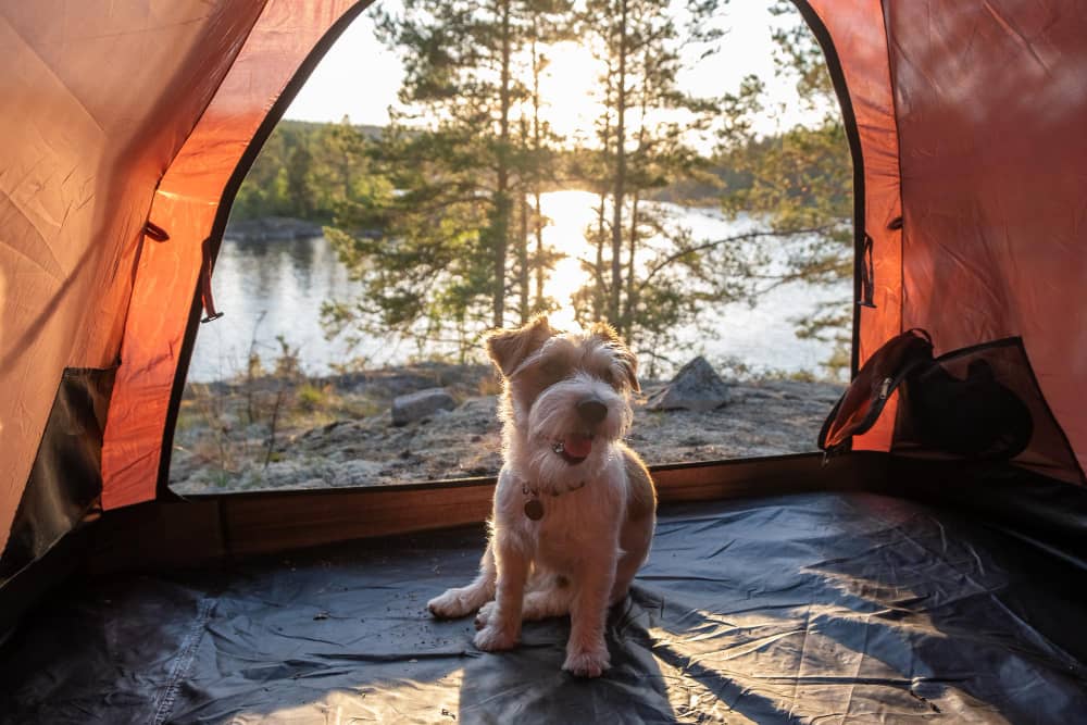 perro en tienda de camping con mascotas