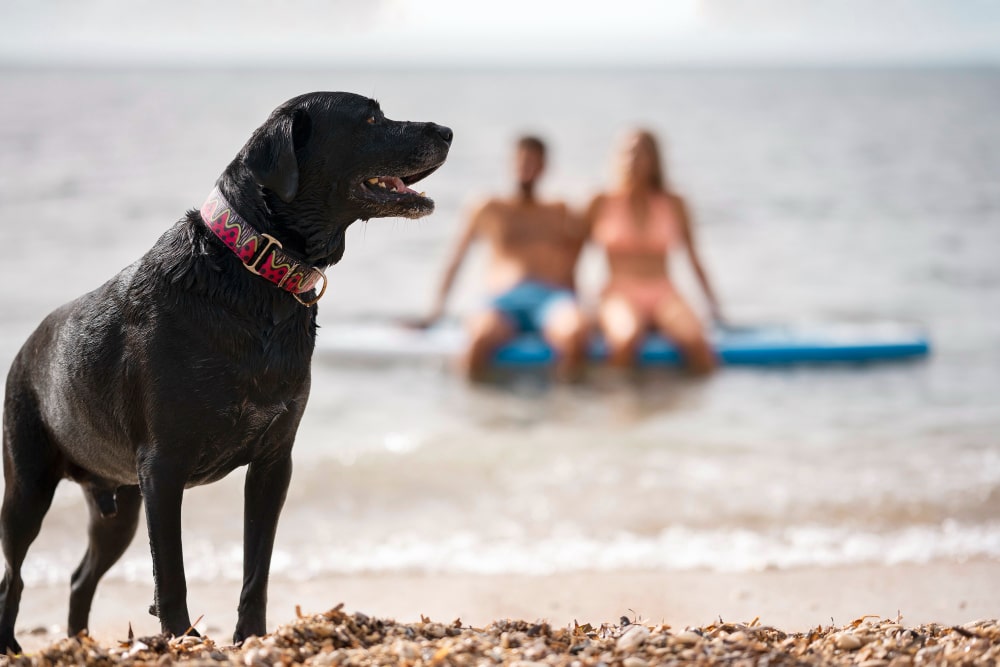 perro en playa pet friendly