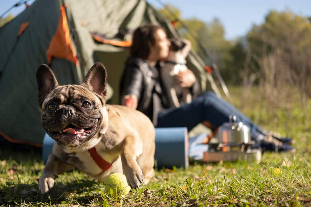vacaciones con un perro en camping